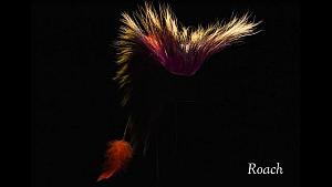 Shoshone Roach